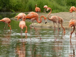 FZ030282 Caribbean Flamingos (Phoenicopterus ruber).jpg